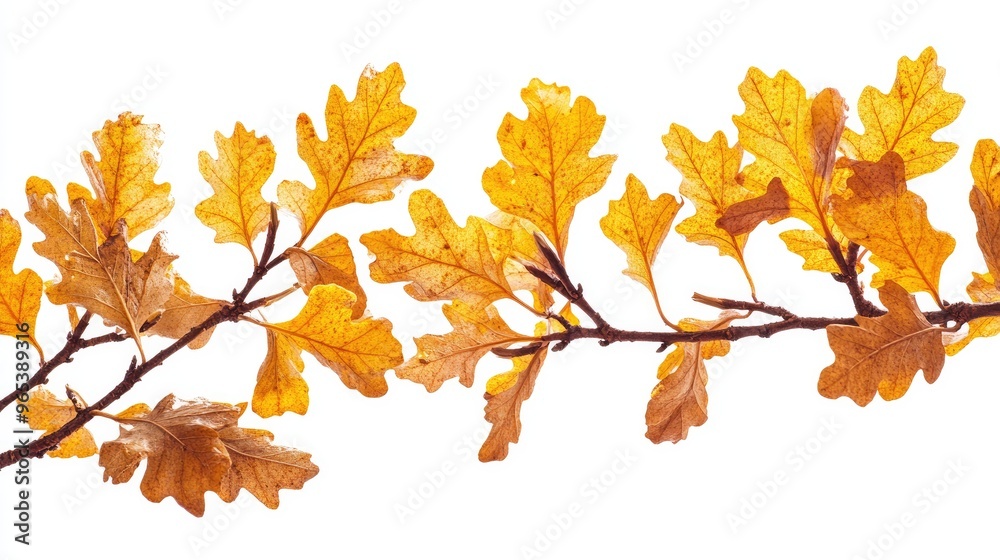 A close-up of oak tree branches with autumnal yellow and orange leaves, isolated on a white background. A close-up of oak tree branches with autumnal yellow and orange leaves, isolated on a white background.