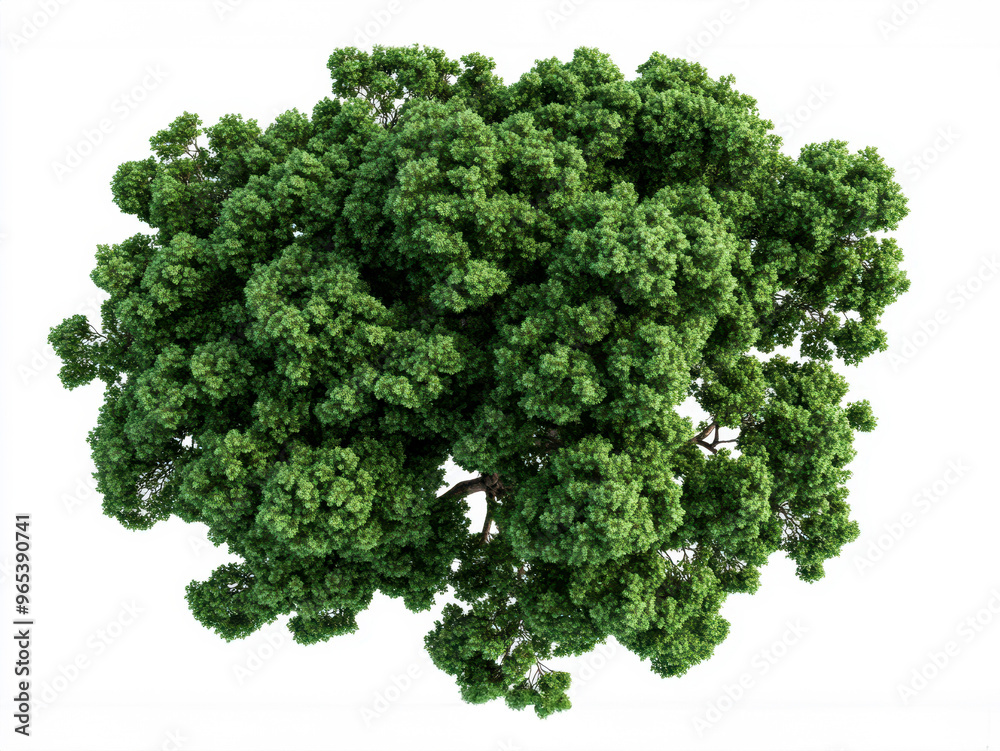Top view single large woodland trees on transparent white backgrounds. Top view single large woodland trees on transparent white backgrounds.