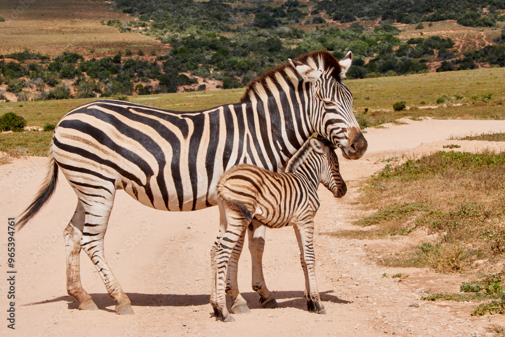 Eine Reise durch Südafrika. Auf Safari durch die afrikanische Savanne. Eine Reise durch Südafrika. Auf Safari durch die afrikanische Savanne.