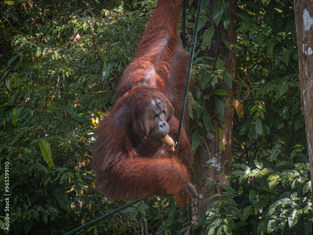 Obraz premium Close-Up of a Wild Orangutan in Semenggoh, Borneo 