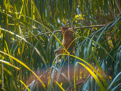 Close-Up of the Unique Proboscis Monkey in Borneo
 photo