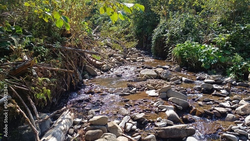 stream in the woods