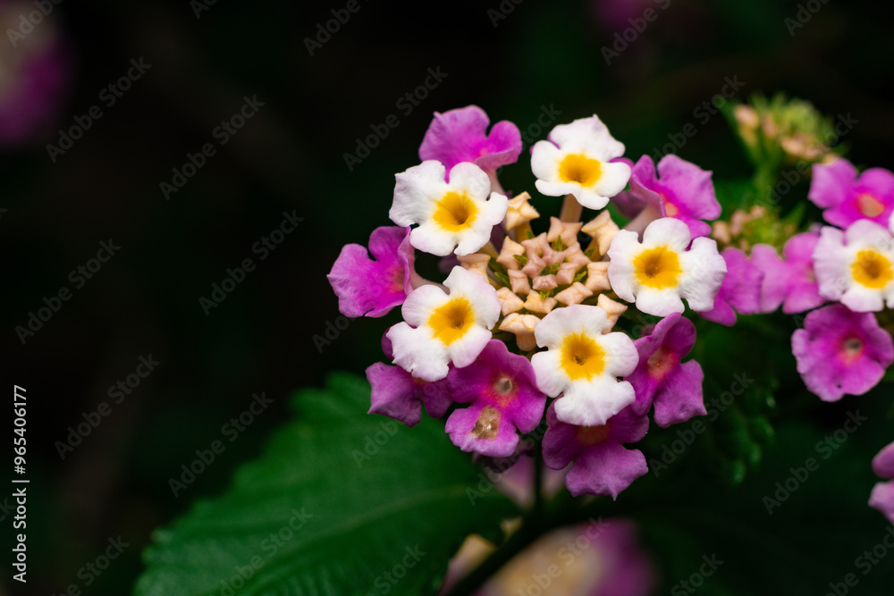 Obraz premium Close-Up of Vibrant Lantana Flowers in Full Bloom