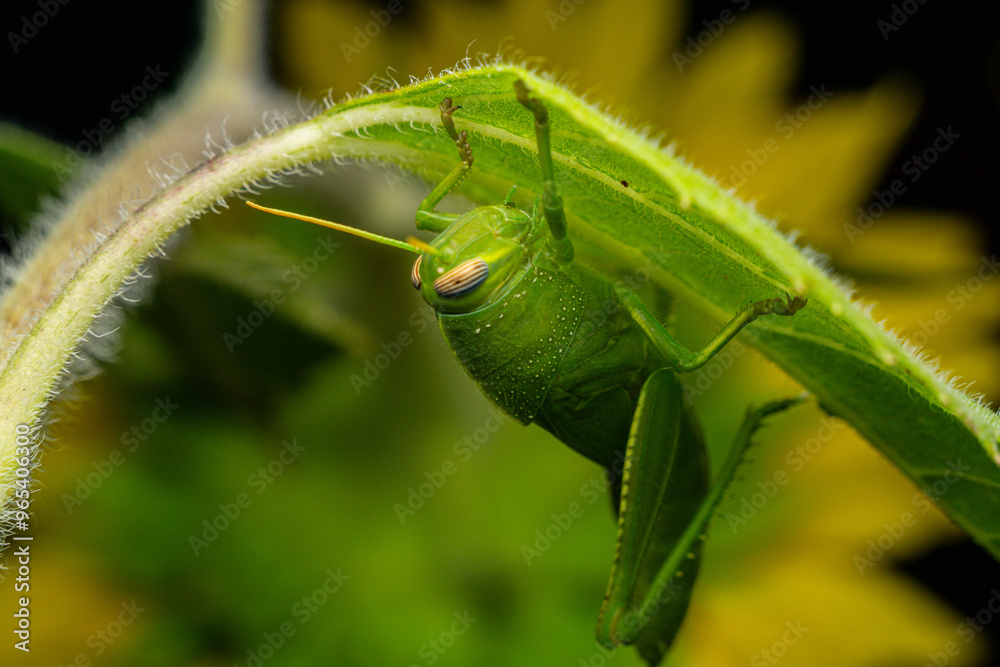 Close-Up of Green Grasshopper on Leaf in Nature
