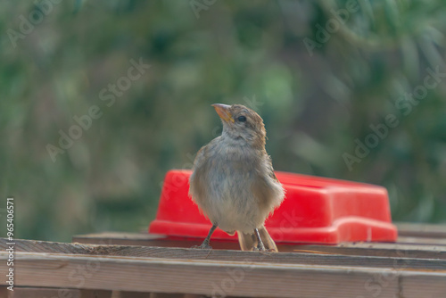 Small Bird Perched on Wooden Surface by Red Object photo