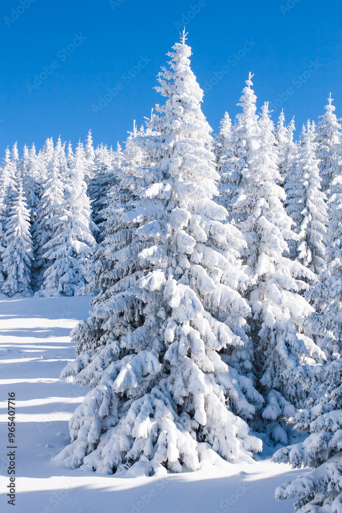 pine trees covered by heavy snow pine trees covered by heavy snow