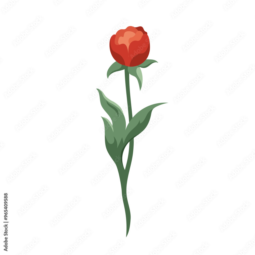 Red ranunculus bud Blooming buttercups Vector flat floral plants design elements for print, card, flyer, banner isolated white background Red ranunculus bud Blooming buttercups Vector flat floral plants design elements for print, card, flyer, banner isolated white background