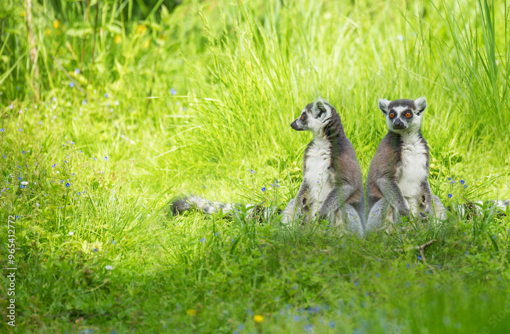 Two lemurs sitting side by side turned away from each other against a backdrop of green grass. Ring-Tailed Lemur (Lemur catta)