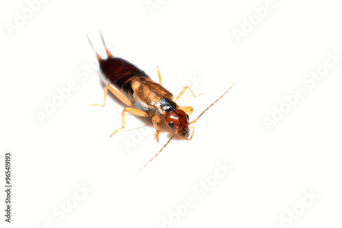 The common earwig European earwig Forficula auricularia isolated on white background. High quality photo photo