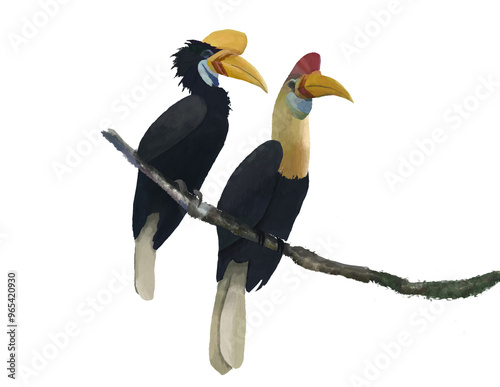 Wrinkled Hornbill photo