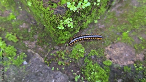 luing, luwing, keluwing or millipede black with yellow spots is walking on the floor of the house yard photo