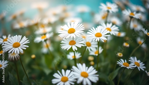 Field of white daisies with a bright blue sky in the background.