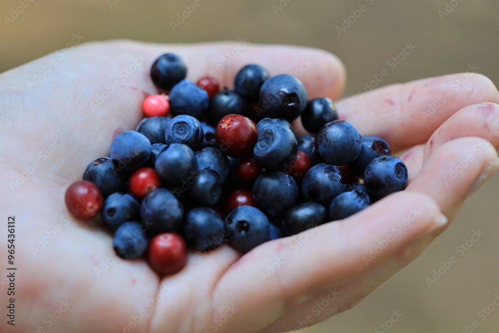 A person holds a handful of fresh blueberries, ready for snacking or cooking. A person holds a handful of fresh blueberries, ready for snacking or cooking.