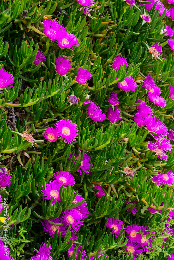Carpobrotus edulis ice plant Carpobrotus edulis ice plant