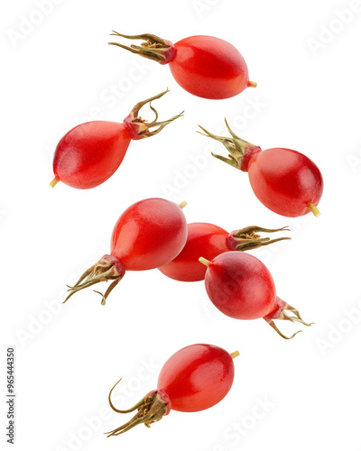 Falling Rose Hip isolated on white background, full depth of field