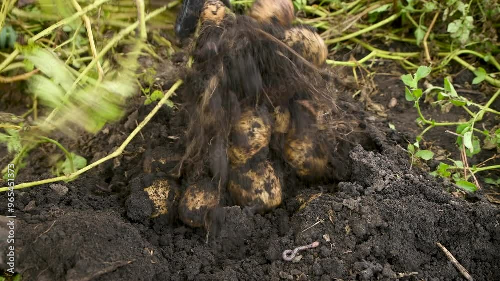 Farmer digs potatoes out of the ground. Autumn harvest in the garden.   