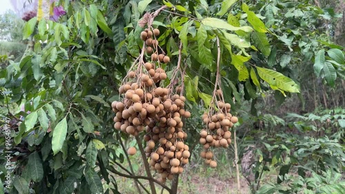 longan fruit close up video