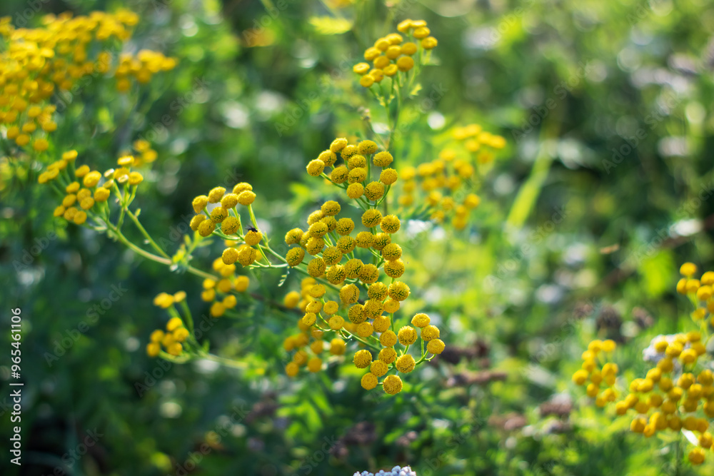 A beautiful bunch of vibrant yellow flowers is growing in the grass A beautiful bunch of vibrant yellow flowers is growing in the grass