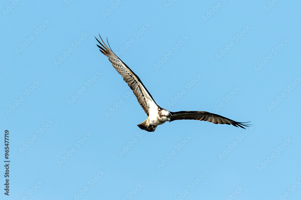 Balbuzard pêcheur, Pandion haliaetus, Western Osprey Balbuzard pêcheur, Pandion haliaetus, Western Osprey