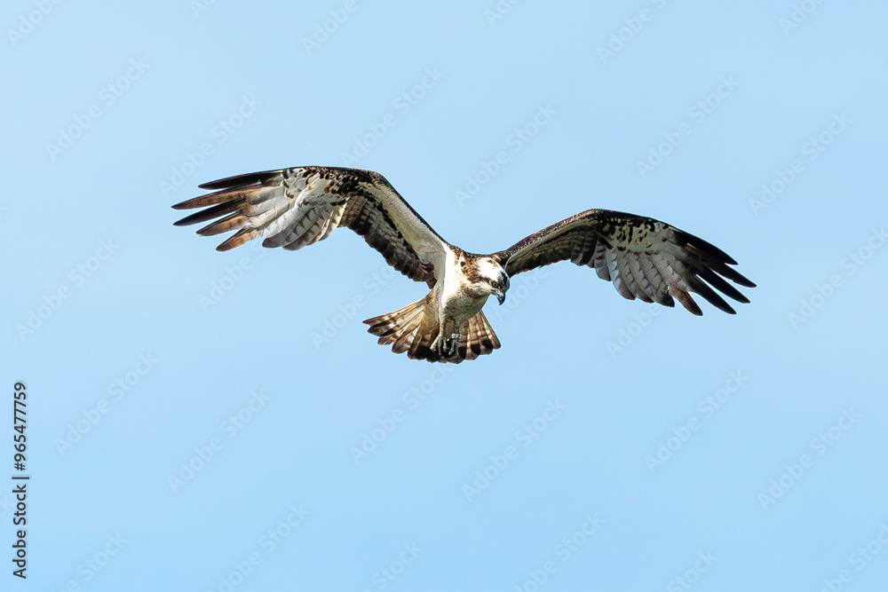 Balbuzard pêcheur, Pandion haliaetus, Western Osprey Balbuzard pêcheur, Pandion haliaetus, Western Osprey