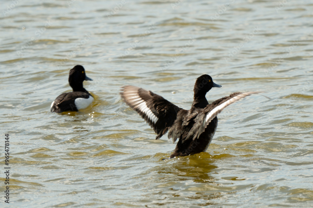 Fototapeta premium Fuligule morillon,.Aythya fuligula, Tufted Duck,