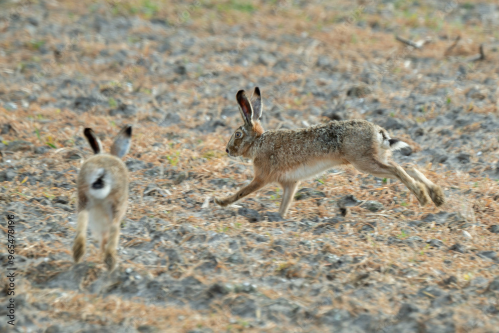 Lapin de garenne, Oryctolagus cuniculus Lapin de garenne, Oryctolagus cuniculus