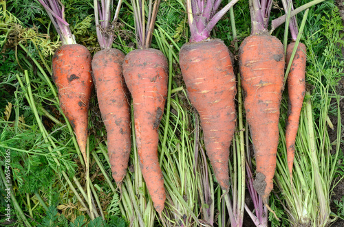 Fototapeta Naklejka Na Ścianę i Meble -  Daucus carota 'Tilques' , Carotte