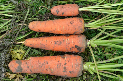 Fototapeta Naklejka Na Ścianę i Meble -  Daucus carota 'Toussy', Carotte