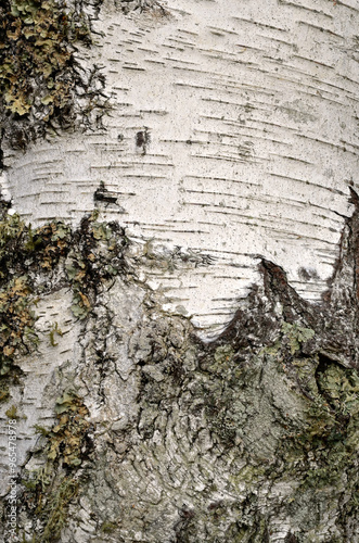 bouleau verruqueux, betula pendula photo