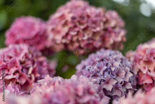 pink and purple hydrangea flowers