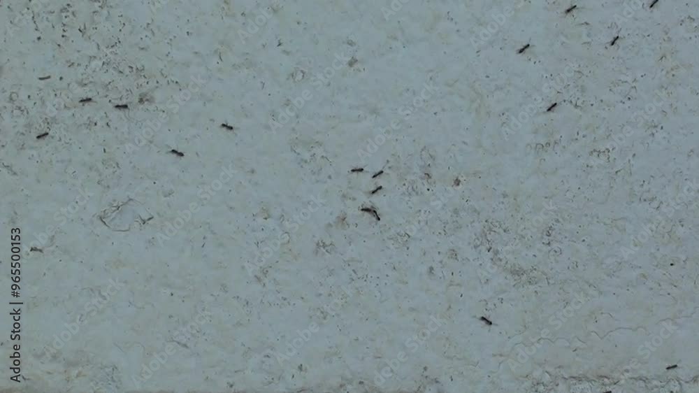 Trail of Ants Marching Along a White Wall Trail of Ants Marching Along a White Wall