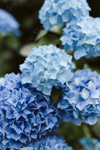 blue hydrangea flower