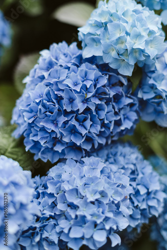 blue hydrangea flower