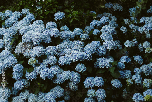 a bush of blue hydrangeas 