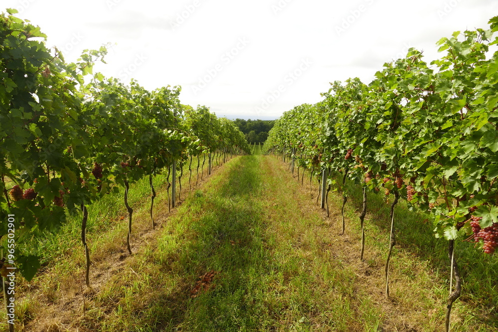 Red Veltliner grapes in the vineyard in Wagram district in Austria. Roter Veltliner is a grape variety used to make white wine. Very rare type. Red Veltliner grapes in the vineyard in Wagram district in Austria. Roter Veltliner is a grape variety used to make white wine. Very rare type.