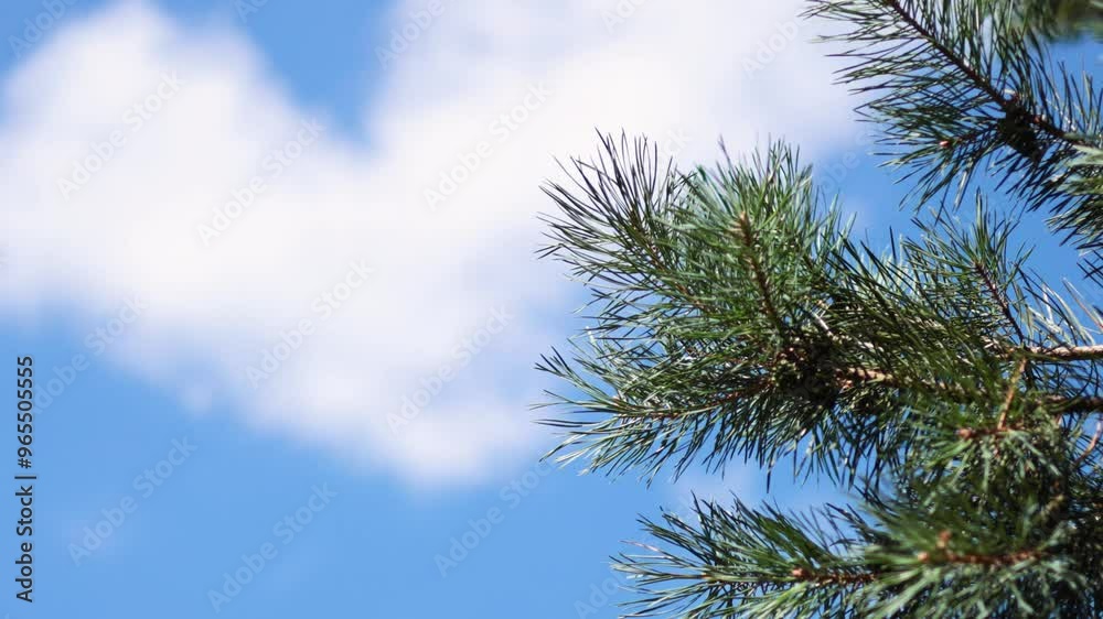 Pine Branches Against Blue Sky Pine Branches Against Blue Sky