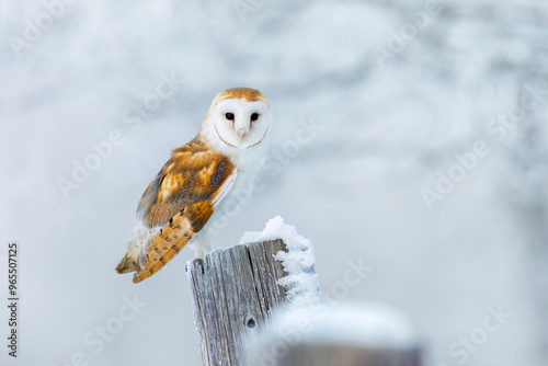 Owl in frosty morning. Barn owl, Tyto alba, perched on snowy fence at countryside. Beautiful bird with heart-shaped face. Hunting predator looking for prey. Wildlife. Attractive winter scene with owl.
