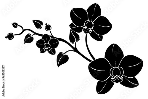 An orchid branch with flowers, unopened buds, and a stem vector art silhouette illuatration