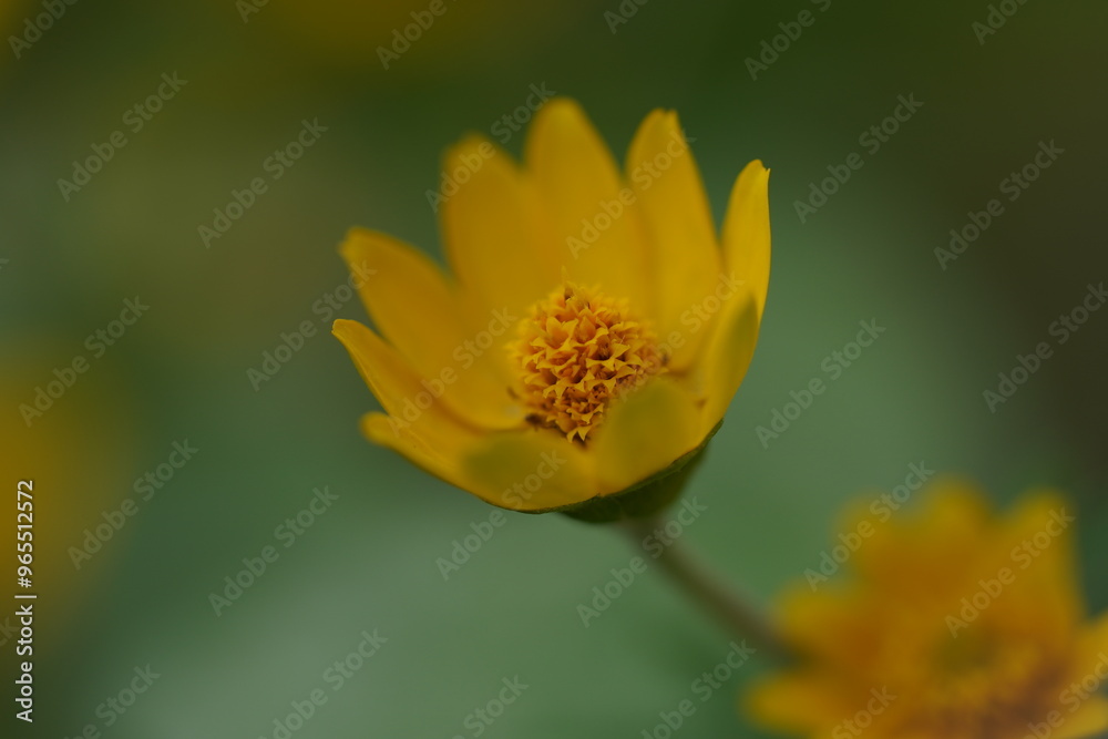 Yellow flowers with bowl-like petals under a shady tree Yellow flowers with bowl-like petals under a shady tree
