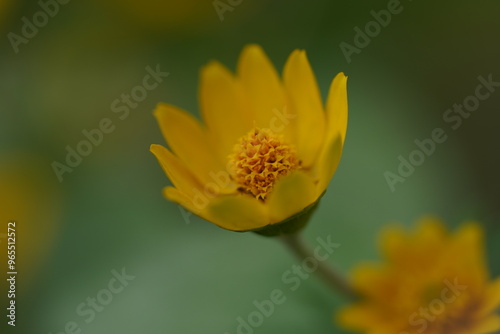 Yellow flowers with bowl-like petals under a shady tree