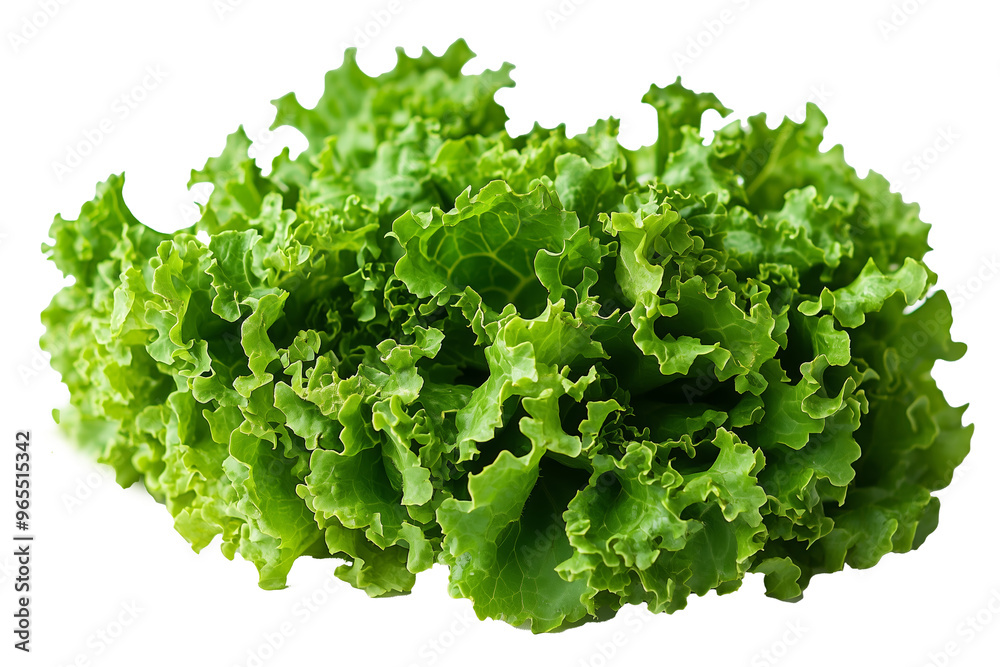 A vibrant, fresh head of green leaf lettuce displayed against a clean white background. A vibrant, fresh head of green leaf lettuce displayed against a clean white background.