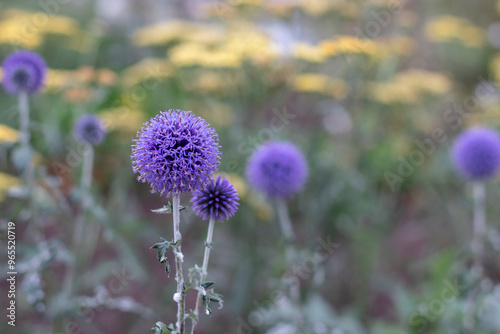 Blue globe-thistle or echinops bannaticus globe flowers photo