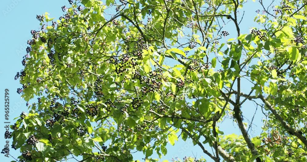 (Cornus sanguinea) Bloody dogwood tree with large rounded crown and spreading branches producing greenish-yellow leaves and clusters of purple dogberries (Cornus sanguinea) Bloody dogwood tree with large rounded crown and spreading branches producing greenish-yellow leaves and clusters of purple dogberries