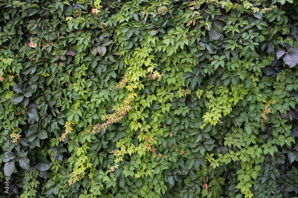 Detail texture of a wall lined with a climbing creeper plant Detail texture of a wall lined with a climbing creeper plant