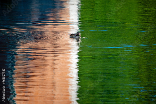 Eine Ente schwimmt an der Grenze, auf dem Wasser welches zweifarbig Reflektiert