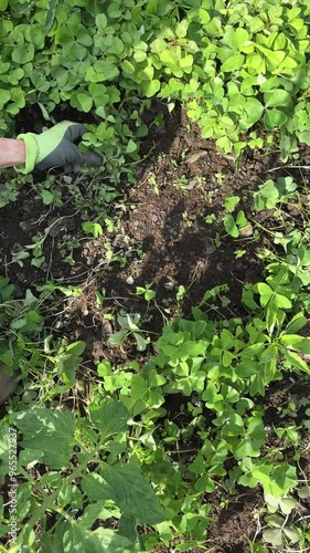 Person pulling weeds by hand.. The dirt is full of weeds and plants.
