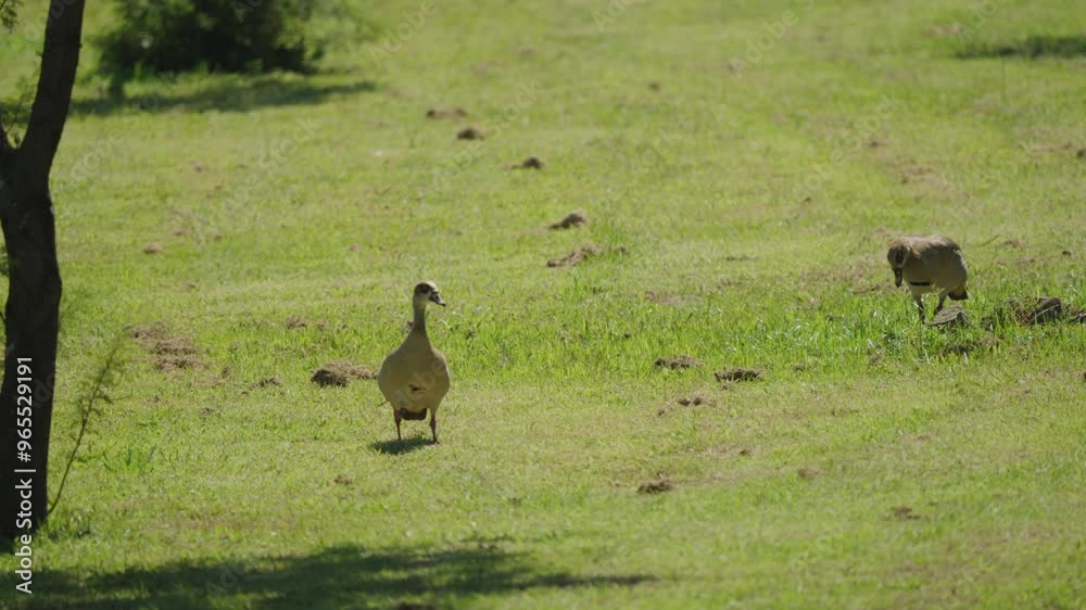Duck walking in grass under the mid day sunlight Duck walking in grass under the mid day sunlight