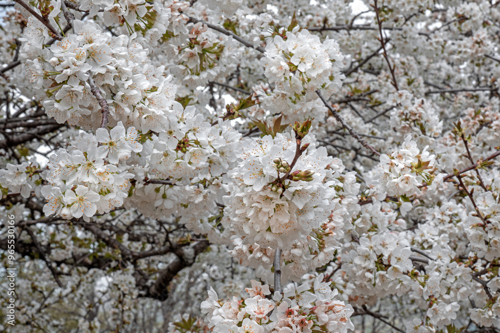cherry blossom background in spring cherry blossom background in spring