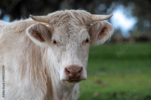 Portrait of young white cow looking straight into the eyes