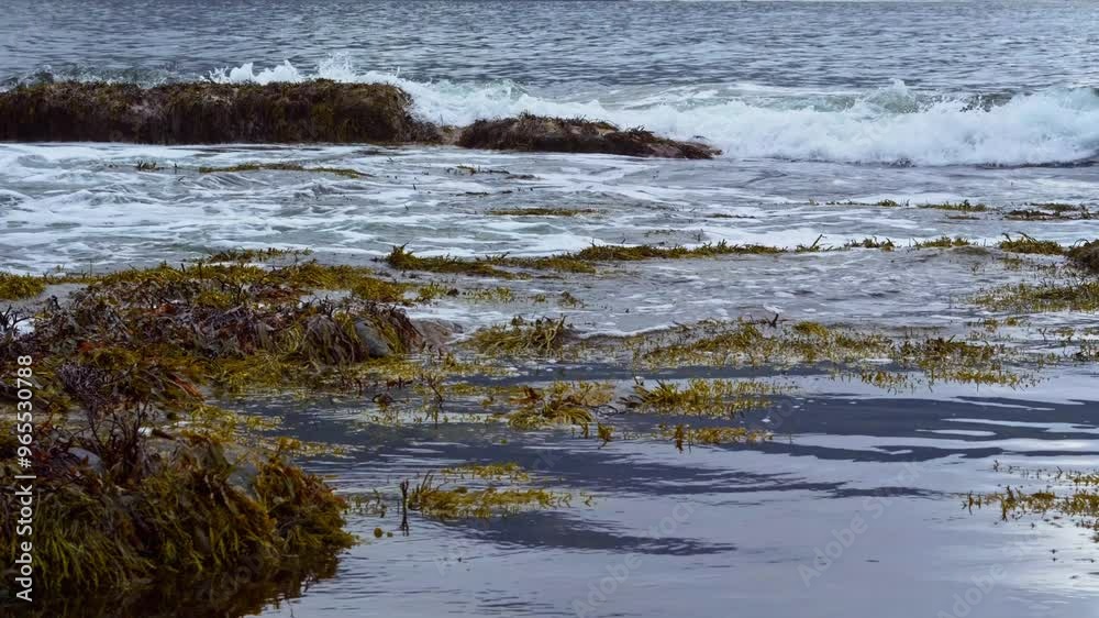 Close-Up view of waves crashing on rocks covered with seaweed on a overcast early autumn day. Slow Motion 120fps. Lofoten Islands, Northern Norway. Close-Up view of waves crashing on rocks covered with seaweed on a overcast early autumn day. Slow Motion 120fps. Lofoten Islands, Northern Norway.